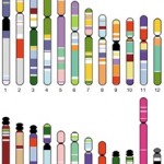 genome