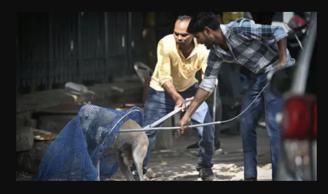 Stray Dogs Being Removed From Public Places Under Supreme Court Order