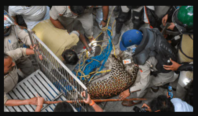 Maharashtra Changes School Timings Due To Leopard Scare