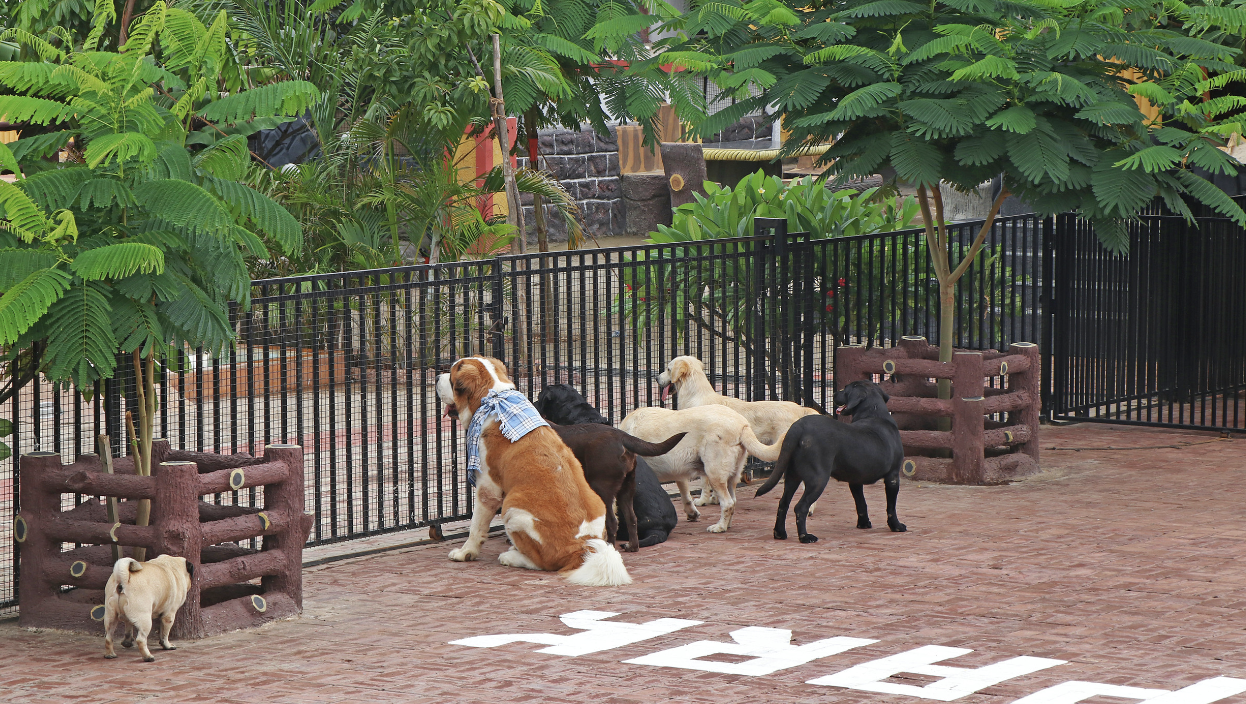 PCMC Imposes Rs 500 Fine For Keeping Pets Without Registration