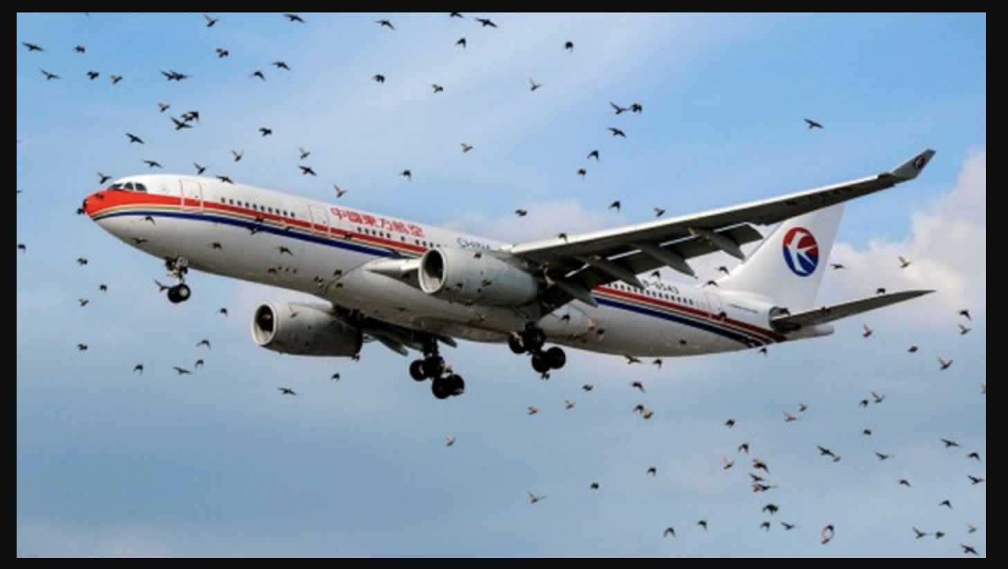 Bird Hit Incidents At Airports Increase 40% In 12 Months