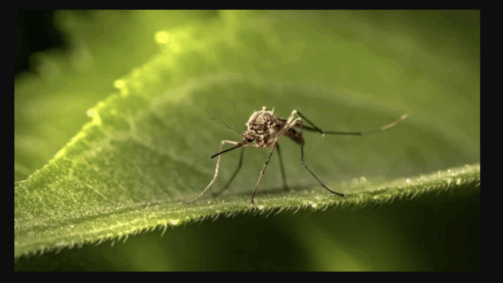 Google-Backed Firm Will Release 6.4 Crore Mosquitoes To Curb Diseases 