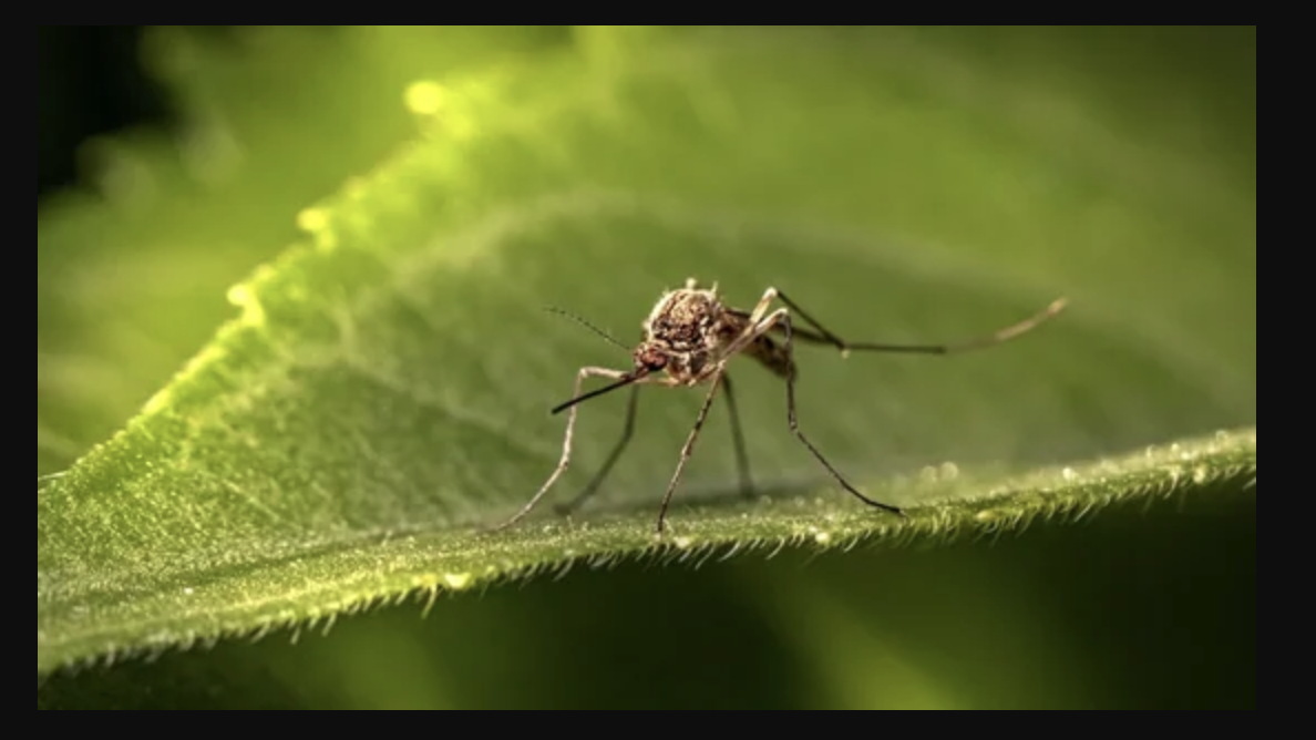 Google-Backed Firm Will Release 6.4 Crore Mosquitoes To Curb Diseases