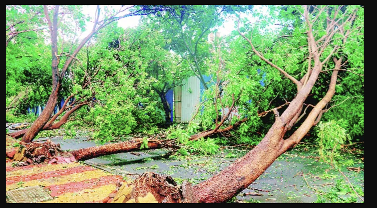 Mumbai Approves Cutting Of 1000 Trees For Making Homes, Offices
