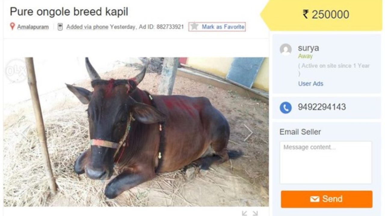 Online Sale of Goats & Cattle Gain Popularity on Classified Sites Like Olx  & Quikr; Sparks Religious Debate –  – Indian Business of Tech,  Mobile & Startups