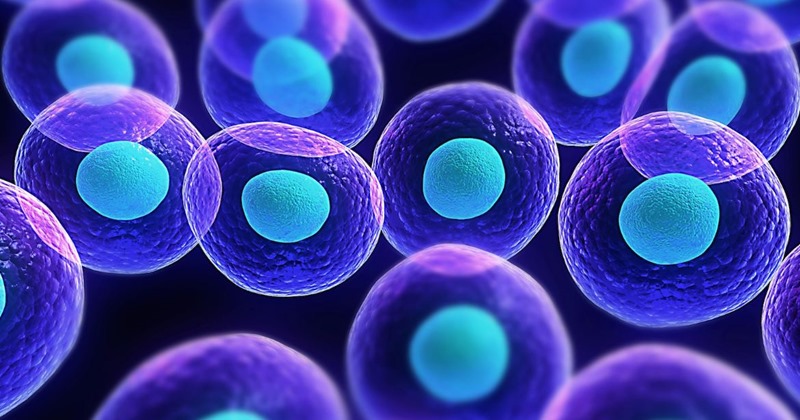 STem Cells
