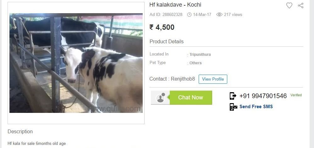 Cow sold online