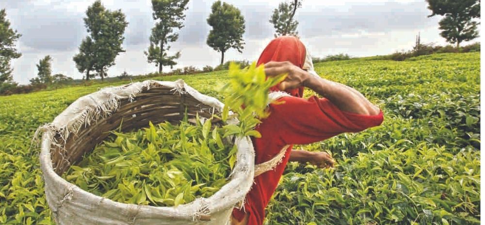 Tea For Rs 1 Lakh/KG? This Indian Tea Breaks All Record In Auction