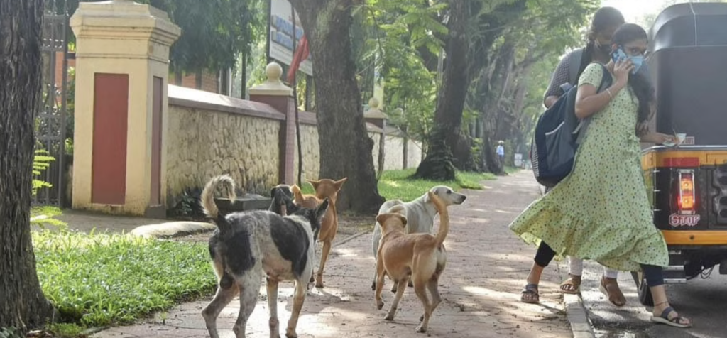 Supreme Court: If Stray Dogs Bite Someone, Then Feeders Of Those Stray Dogs Are Responsible